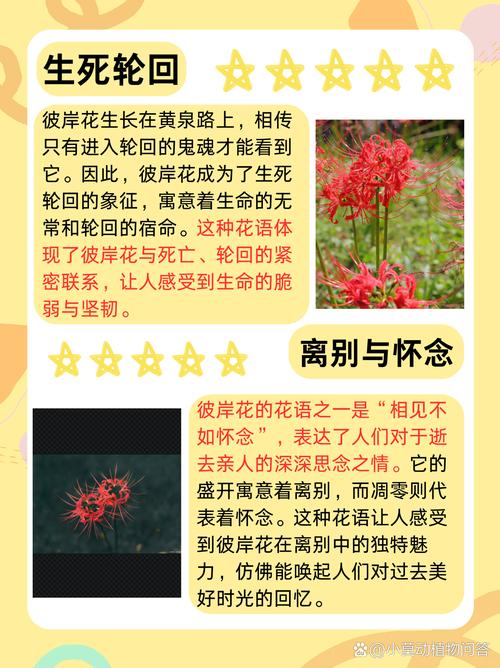 曼珠沙华的花语,曼珠沙华图片,曼珠沙华有什么寓意-第5张图片-优品飞百科 曼珠沙华的花语,曼珠沙华图片,曼珠沙华有什么寓意-第5张图片-优品飞百科