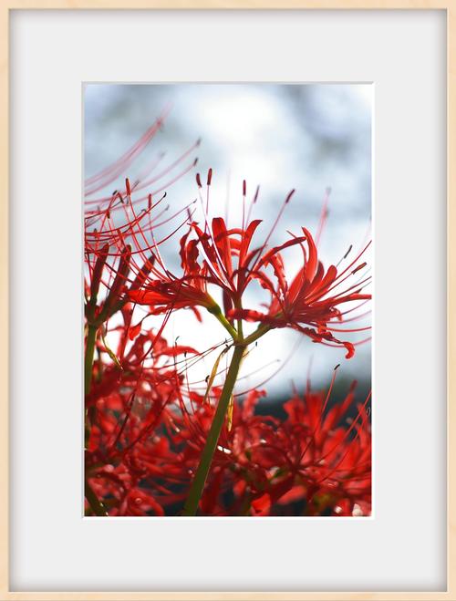 曼珠沙华的花语,曼珠沙华图片,曼珠沙华有什么寓意-第6张图片-优品飞百科 曼珠沙华的花语,曼珠沙华图片,曼珠沙华有什么寓意-第6张图片-优品飞百科