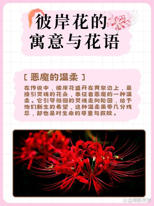 曼珠沙华的花语,曼珠沙华图片,曼珠沙华有什么寓意-第8张图片-优品飞百科 曼珠沙华的花语,曼珠沙华图片,曼珠沙华有什么寓意-第8张图片-优品飞百科