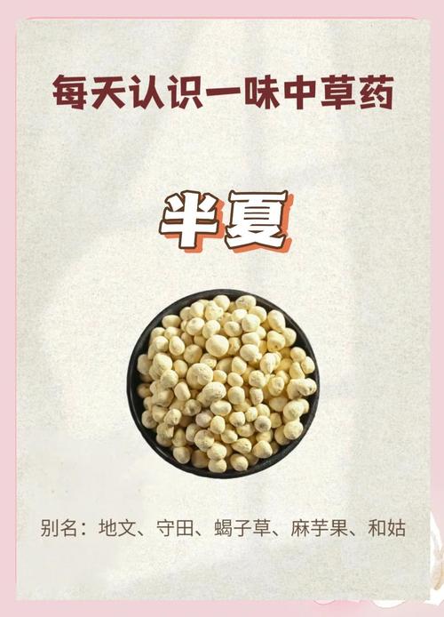 半夏的药用价值？半夏的药用价值和功效？-第1张图片-优品飞百科