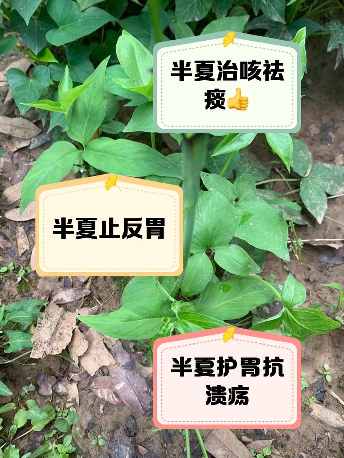 半夏的药用价值？半夏的药用价值和功效？-第2张图片-优品飞百科