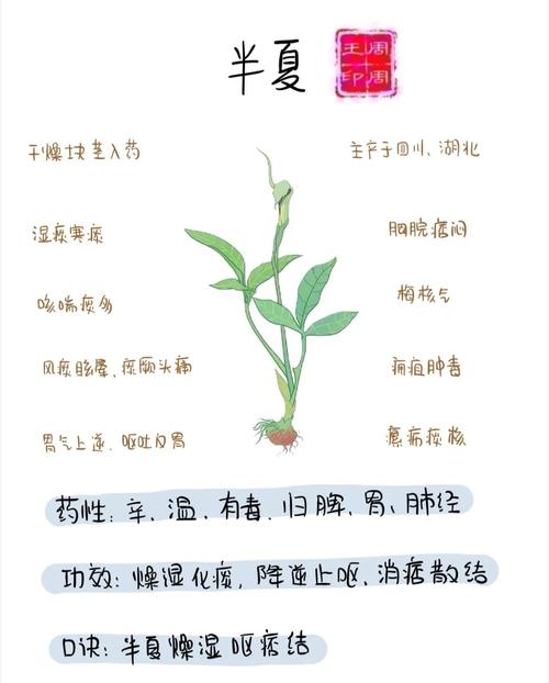 半夏的药用价值？半夏的药用价值和功效？-第3张图片-优品飞百科