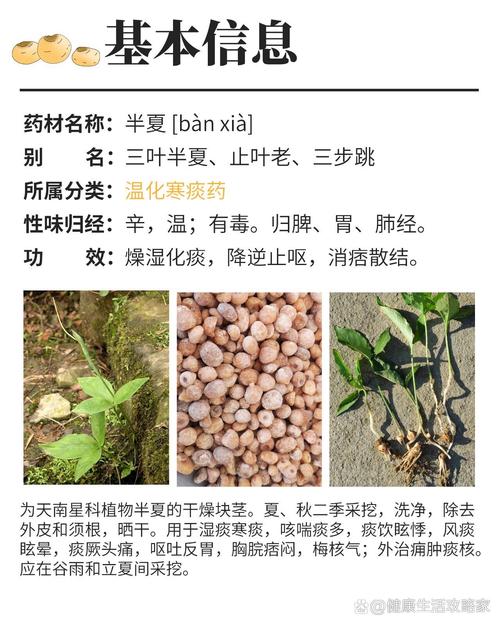 半夏的药用价值？半夏的药用价值和功效？-第5张图片-优品飞百科