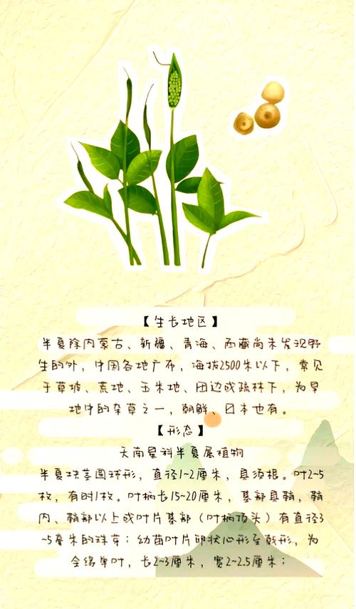半夏的药用价值？半夏的药用价值和功效？-第6张图片-优品飞百科