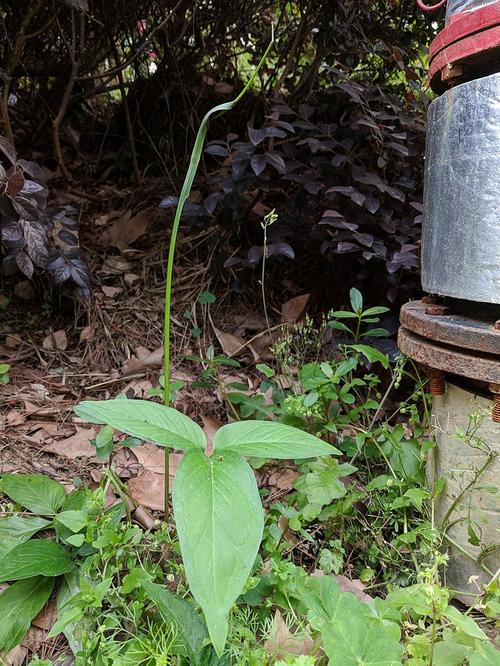 半夏的药用价值？半夏的药用价值和功效？-第7张图片-优品飞百科