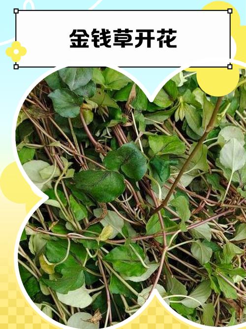 金钱草的花期，金钱草开花后怎么处理，金钱草开花了有什么寓意？