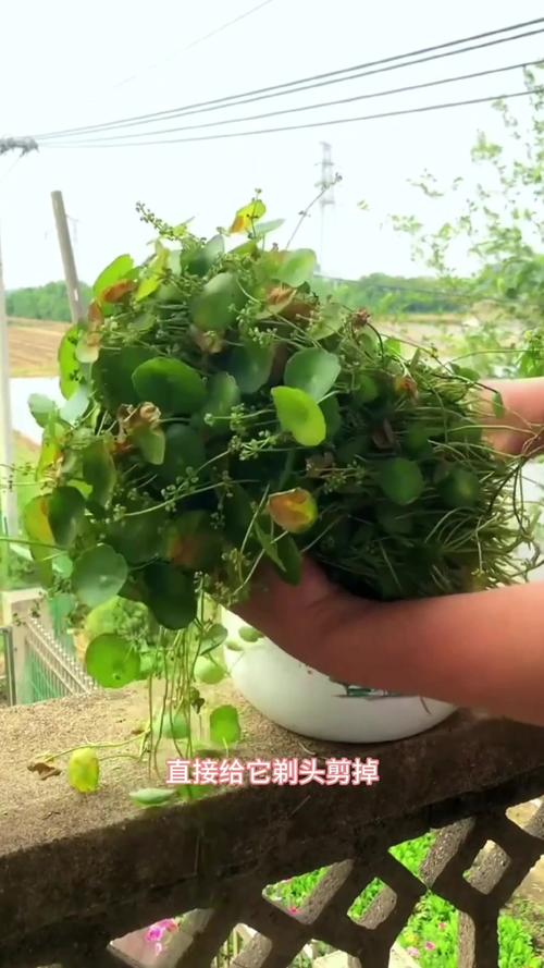 金钱草的花期,金钱草开花后怎么处理,金钱草开花了有什么寓意?-第3张图片-优品飞百科 金钱草的花期,金钱草开花后怎么处理,金钱草开花了有什么寓意?-第3张图片-优品飞百科