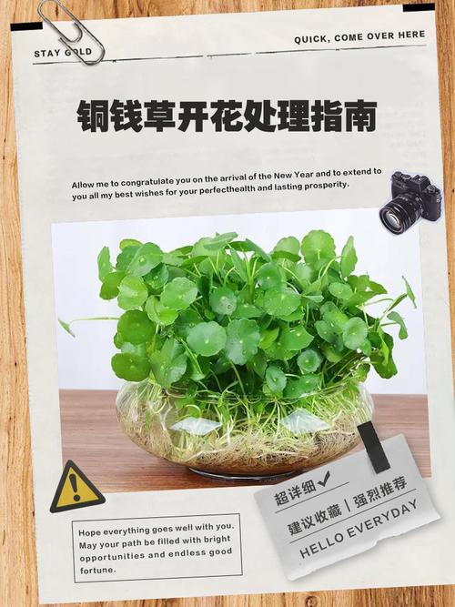 金钱草的花期,金钱草开花后怎么处理,金钱草开花了有什么寓意?-第4张图片-优品飞百科 金钱草的花期,金钱草开花后怎么处理,金钱草开花了有什么寓意?-第4张图片-优品飞百科