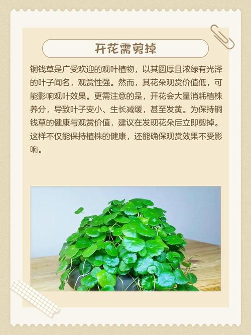 金钱草的花期,金钱草开花后怎么处理,金钱草开花了有什么寓意?-第5张图片-优品飞百科 金钱草的花期,金钱草开花后怎么处理,金钱草开花了有什么寓意?-第5张图片-优品飞百科
