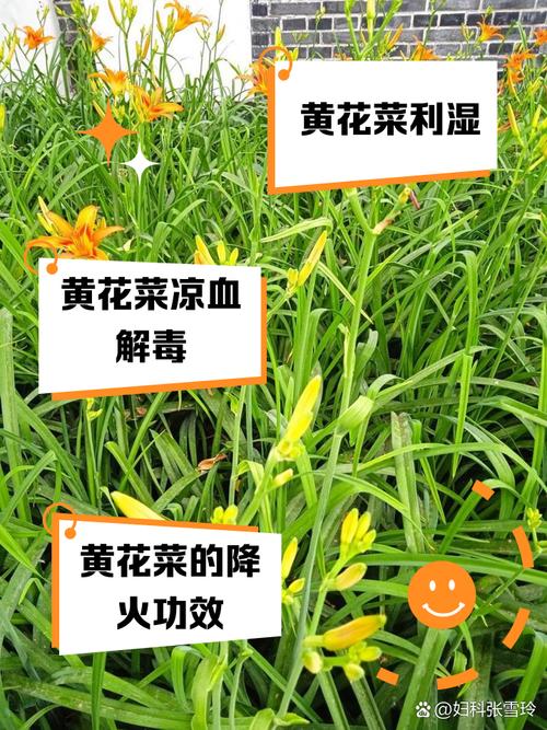 黄花菜的功效和禁忌，黄花菜的功效和禁忌有哪些？-第2张图片-优品飞百科
