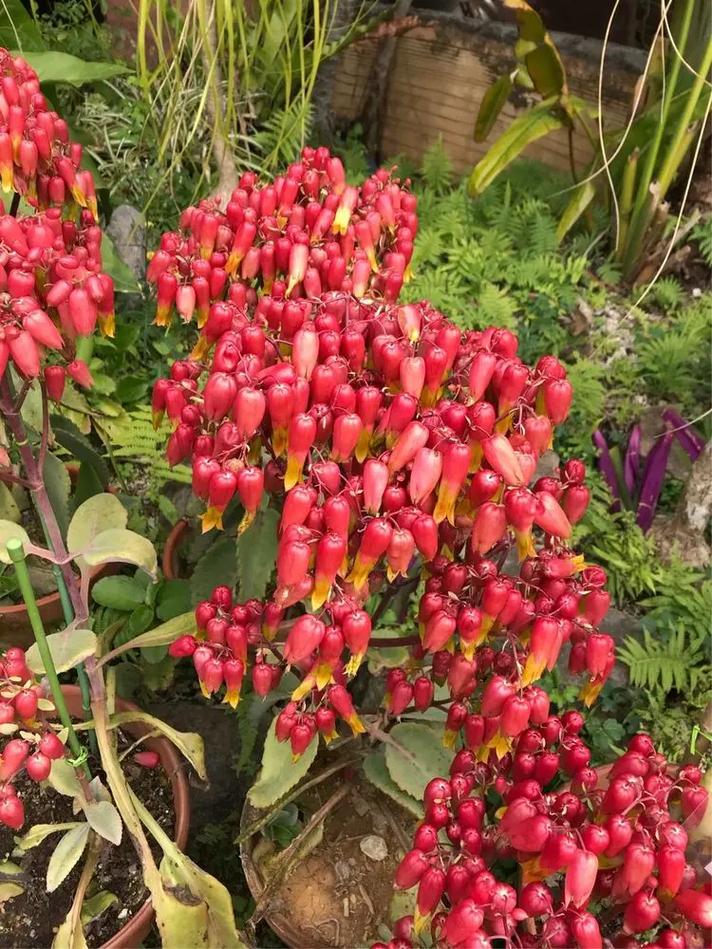 大叶落地生根有毒吗？落地生根为何叫凶树？-第1张图片-优品飞百科