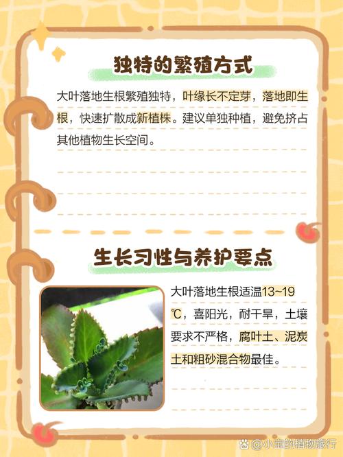 大叶落地生根有毒吗？落地生根为何叫凶树？-第2张图片-优品飞百科