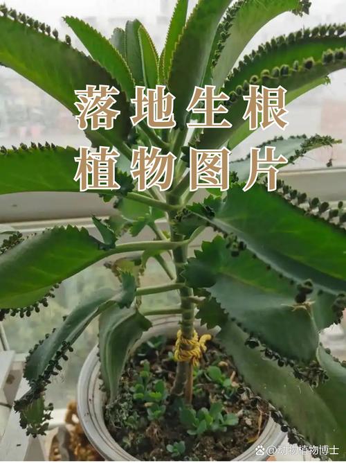 大叶落地生根有毒吗？落地生根为何叫凶树？-第4张图片-优品飞百科