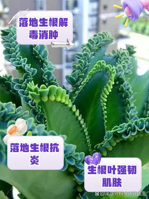 大叶落地生根有毒吗？落地生根为何叫凶树？-第6张图片-优品飞百科