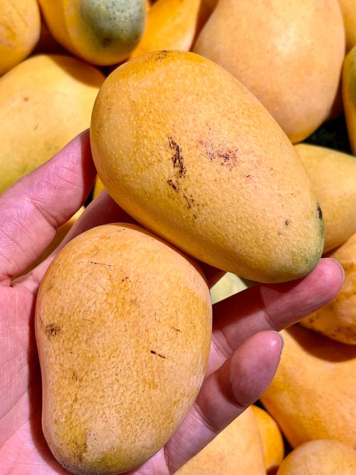 吃芒果会胖吗，芒果怎么吃？吃芒果会胖吗 芒果究竟是增肥还是减肥？-第3张图片-优品飞百科