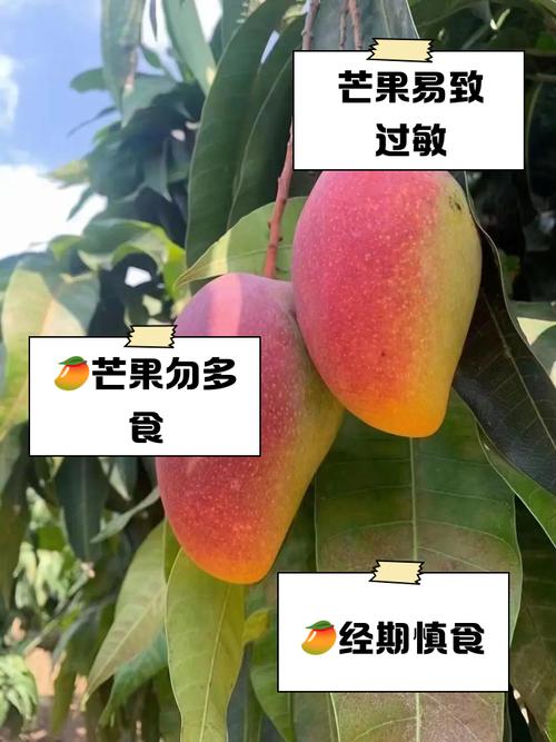 吃芒果会胖吗，芒果怎么吃？吃芒果会胖吗 芒果究竟是增肥还是减肥？-第5张图片-优品飞百科