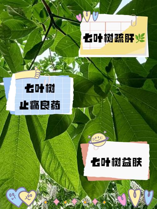 七叶树有什么作用，七叶树是一种药吗？-第1张图片-优品飞百科