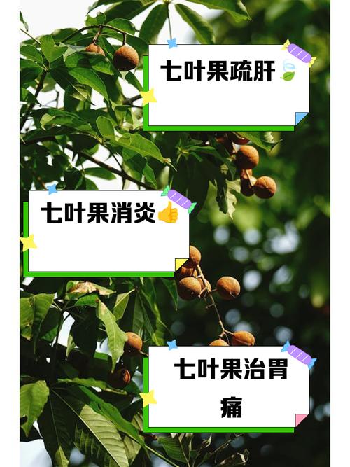 七叶树有什么作用，七叶树是一种药吗？-第2张图片-优品飞百科