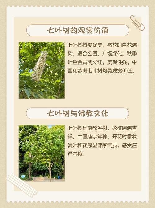 七叶树有什么作用，七叶树是一种药吗？-第3张图片-优品飞百科