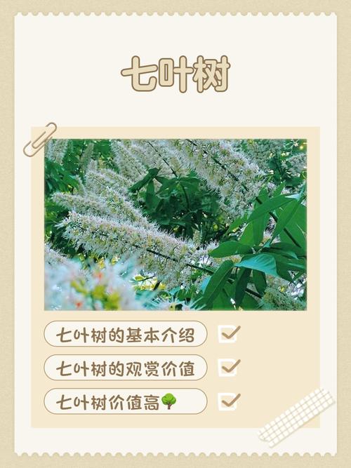 七叶树有什么作用，七叶树是一种药吗？-第4张图片-优品飞百科