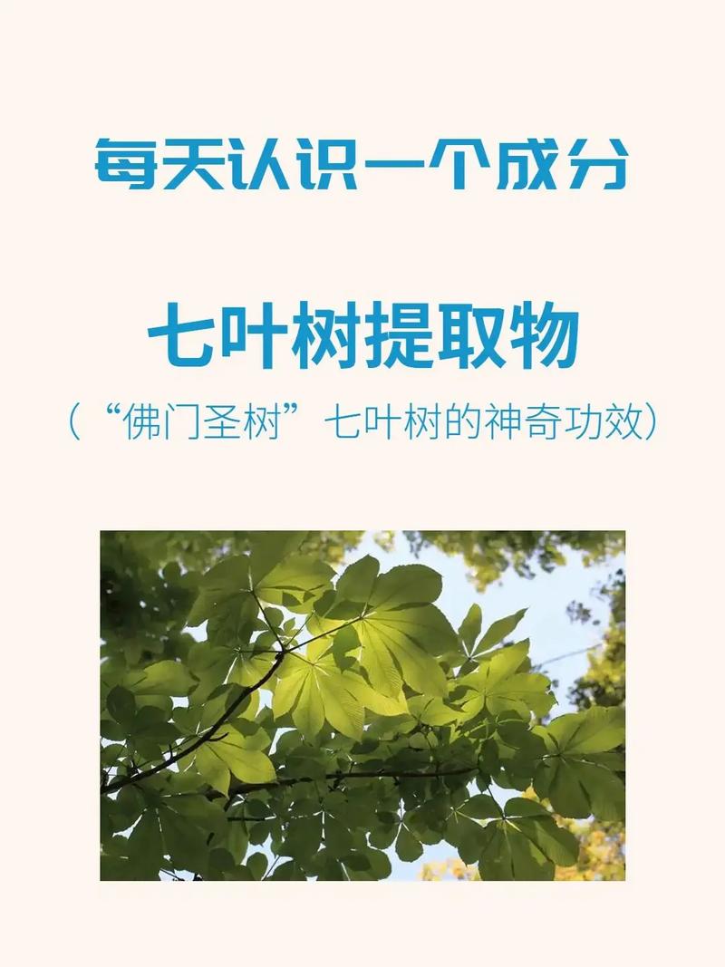 七叶树有什么作用，七叶树是一种药吗？-第5张图片-优品飞百科