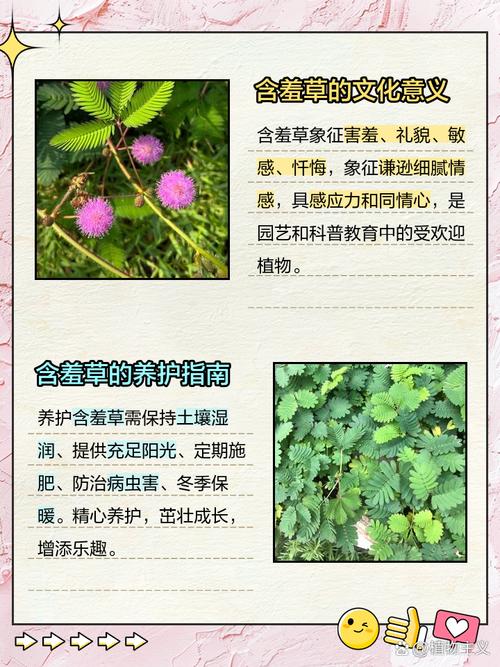 关于含羞草的资料，含羞草的功效，含羞草的大百科-第1张图片-优品飞百科