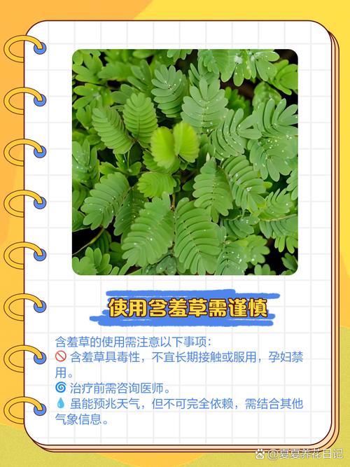 关于含羞草的资料，含羞草的功效，含羞草的大百科-第2张图片-优品飞百科