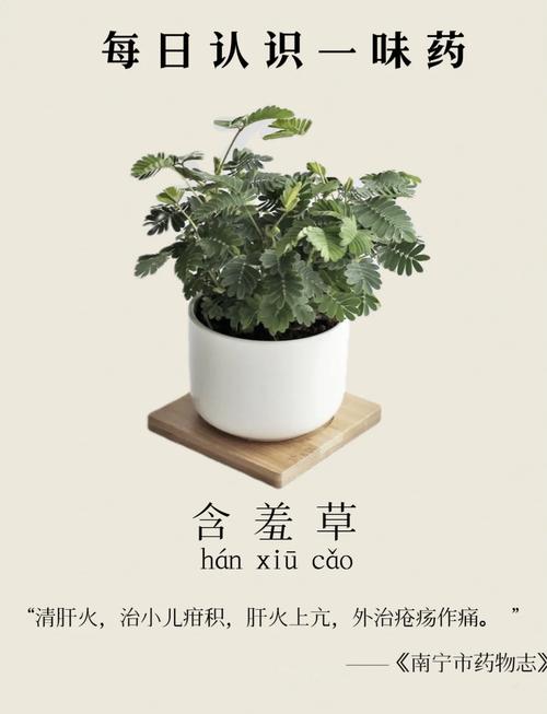 关于含羞草的资料，含羞草的功效，含羞草的大百科-第3张图片-优品飞百科