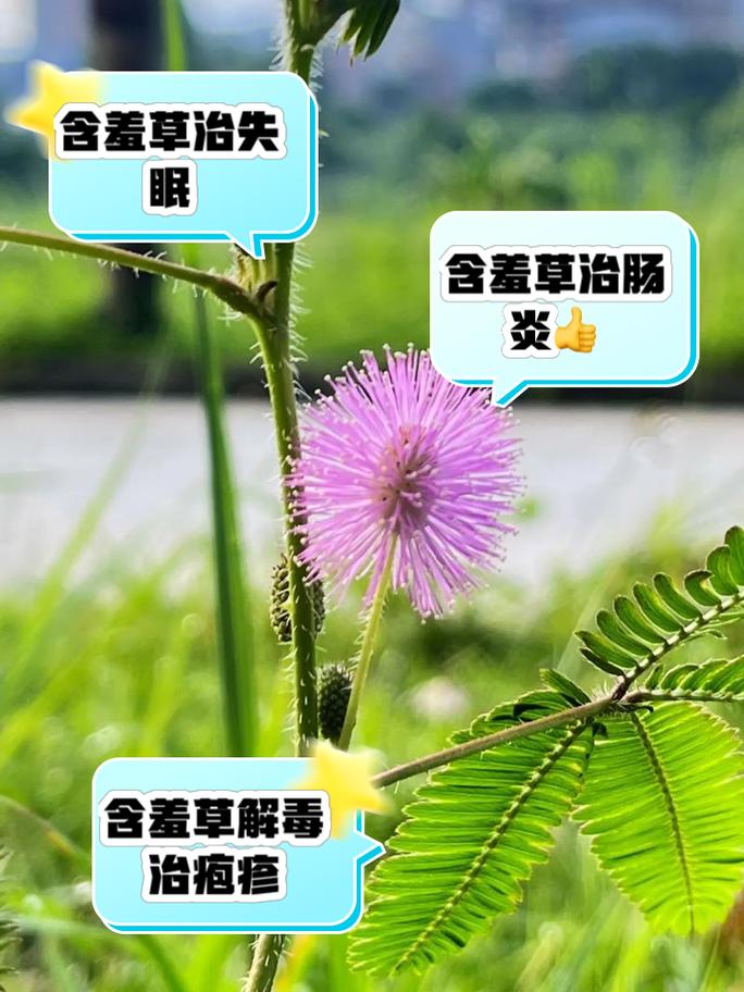 关于含羞草的资料，含羞草的功效，含羞草的大百科-第4张图片-优品飞百科