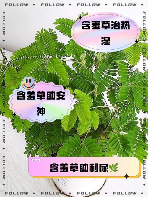 关于含羞草的资料，含羞草的功效，含羞草的大百科-第5张图片-优品飞百科