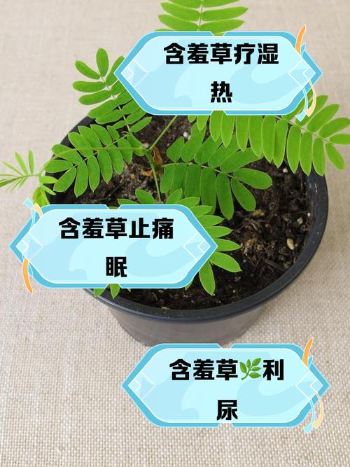 关于含羞草的资料，含羞草的功效，含羞草的大百科-第6张图片-优品飞百科