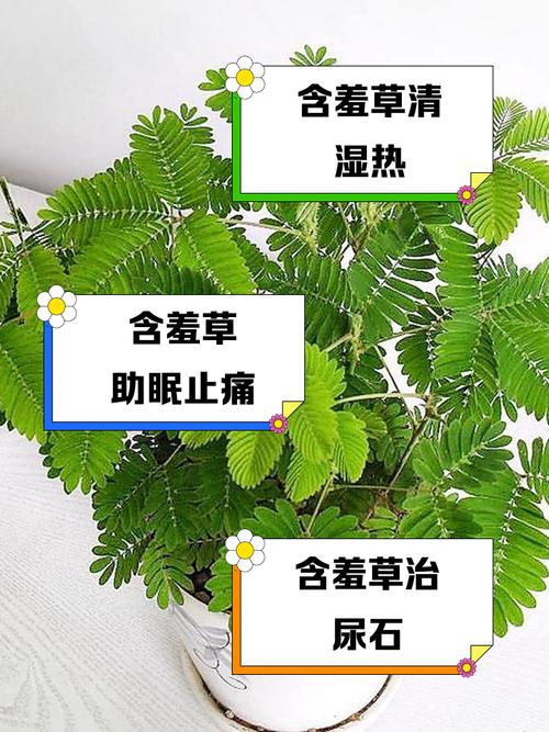 关于含羞草的资料，含羞草的功效，含羞草的大百科-第7张图片-优品飞百科