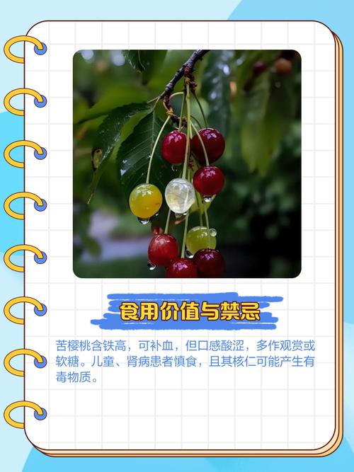 苦樱桃的主要价值？苦樱桃果的功效与禁忌？-第2张图片-优品飞百科