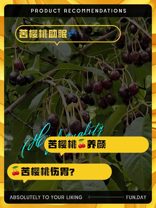 苦樱桃的主要价值？苦樱桃果的功效与禁忌？-第3张图片-优品飞百科