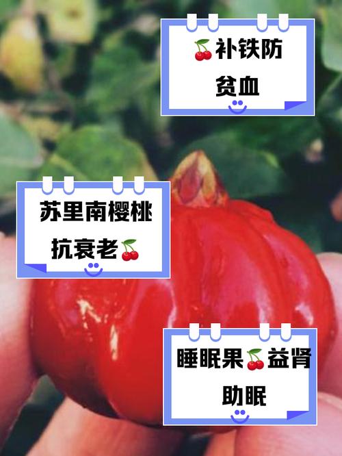苦樱桃的主要价值？苦樱桃果的功效与禁忌？-第4张图片-优品飞百科