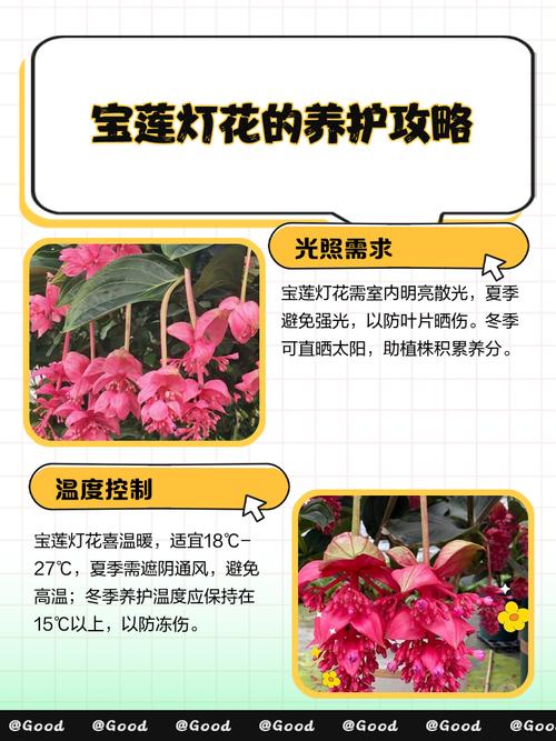 宝莲灯花的花语，宝莲灯花的作用-第2张图片-优品飞百科