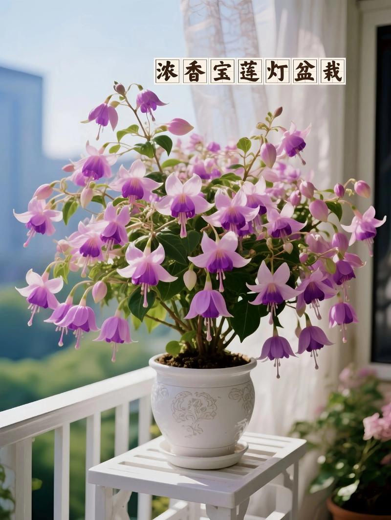 宝莲灯花的花语，宝莲灯花的作用-第7张图片-优品飞百科