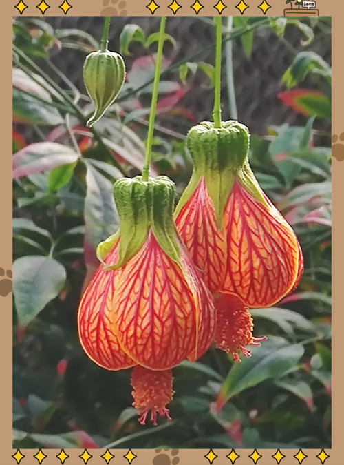 金铃花的功效和作用，金铃花入药部位？