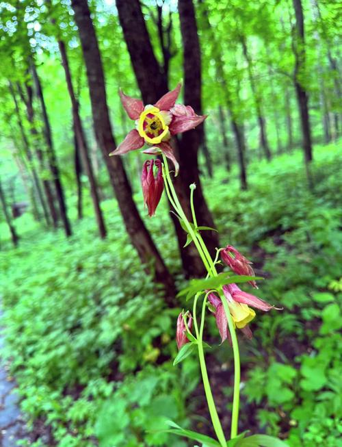 金铃花的功效和作用，金铃花入药部位？-第2张图片-优品飞百科