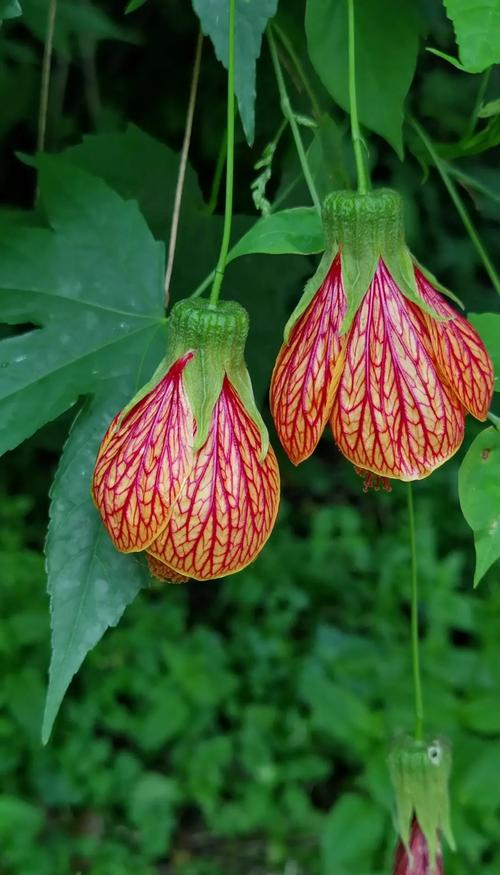 金铃花的功效和作用，金铃花入药部位？-第3张图片-优品飞百科