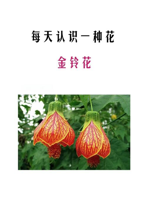 金铃花的功效和作用，金铃花入药部位？-第4张图片-优品飞百科