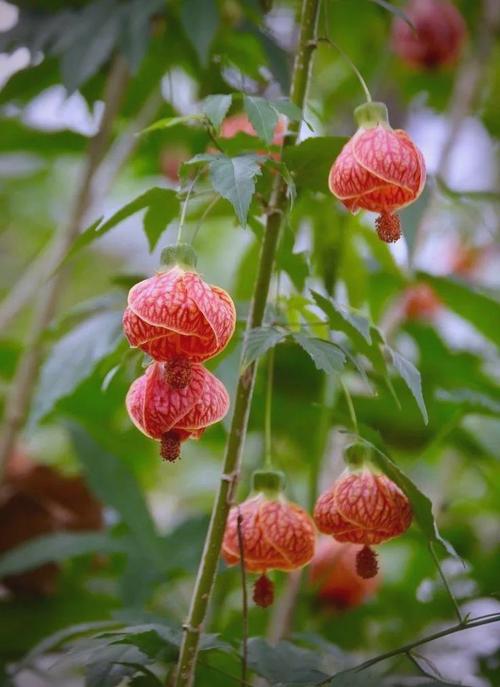 金铃花的功效和作用，金铃花入药部位？-第6张图片-优品飞百科