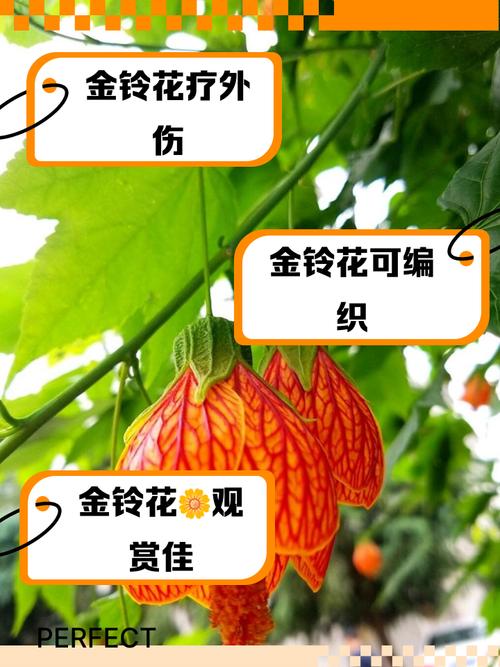 金铃花的功效和作用，金铃花入药部位？-第7张图片-优品飞百科