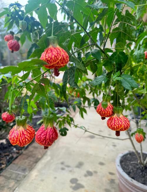 金铃花的功效和作用，金铃花入药部位？-第8张图片-优品飞百科