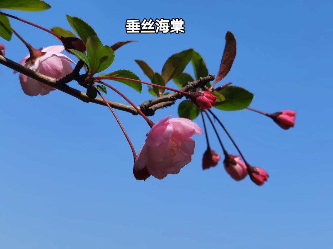 垂枝海棠的花语和文化背景，垂枝海棠什么时候开花？-第2张图片-优品飞百科