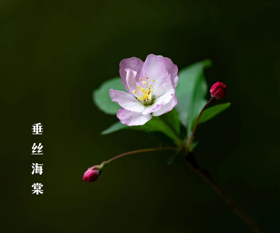 垂枝海棠的花语和文化背景，垂枝海棠什么时候开花？-第3张图片-优品飞百科