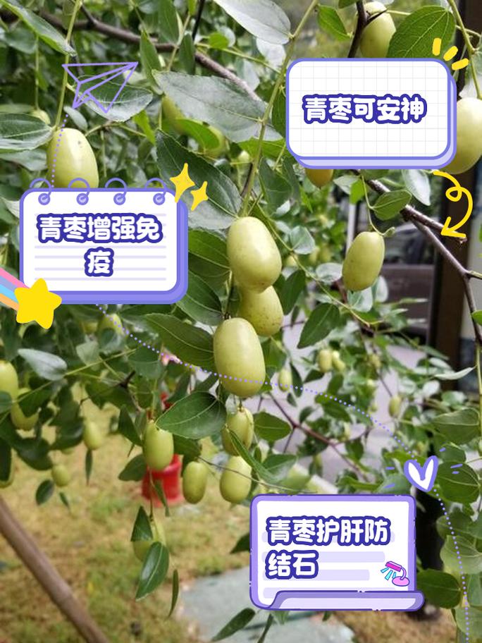 青枣的功效与作用，水果青枣的功效与作用？-第1张图片-优品飞百科
