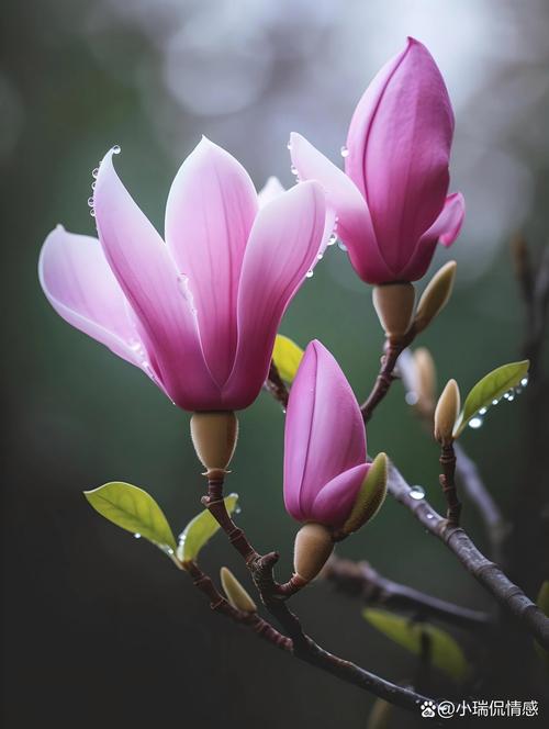 紫玉兰的功效和作用，紫玉兰的药用价值？-第1张图片-优品飞百科