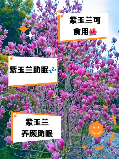 紫玉兰的功效和作用，紫玉兰的药用价值？-第2张图片-优品飞百科