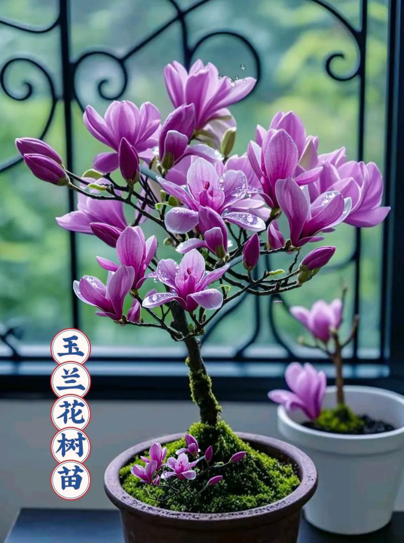 紫玉兰的功效和作用，紫玉兰的药用价值？-第4张图片-优品飞百科